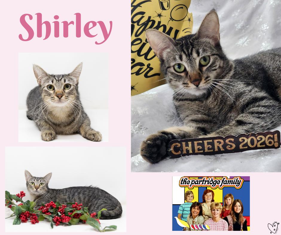 Enlarge Danni, a Adoptable Domestic Short Hair in Trophy Club, TX image 5/5