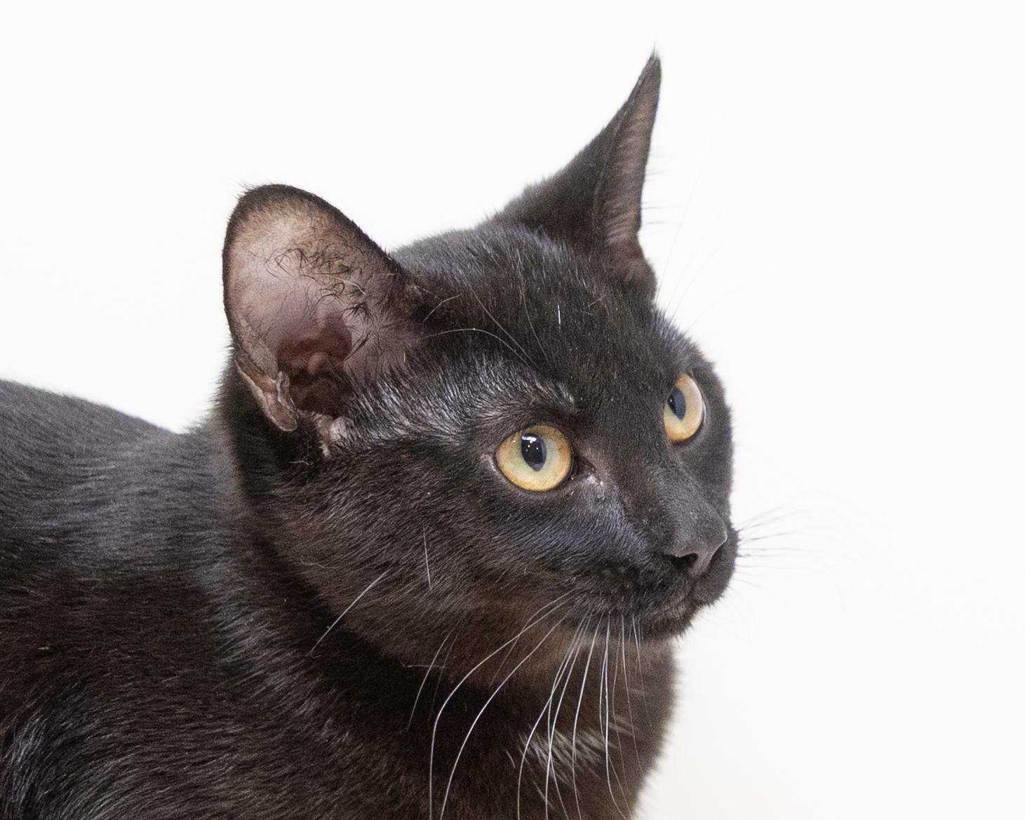 Danni, a Adoptable Domestic Short Hair in Fort Worth, TX image 2/6