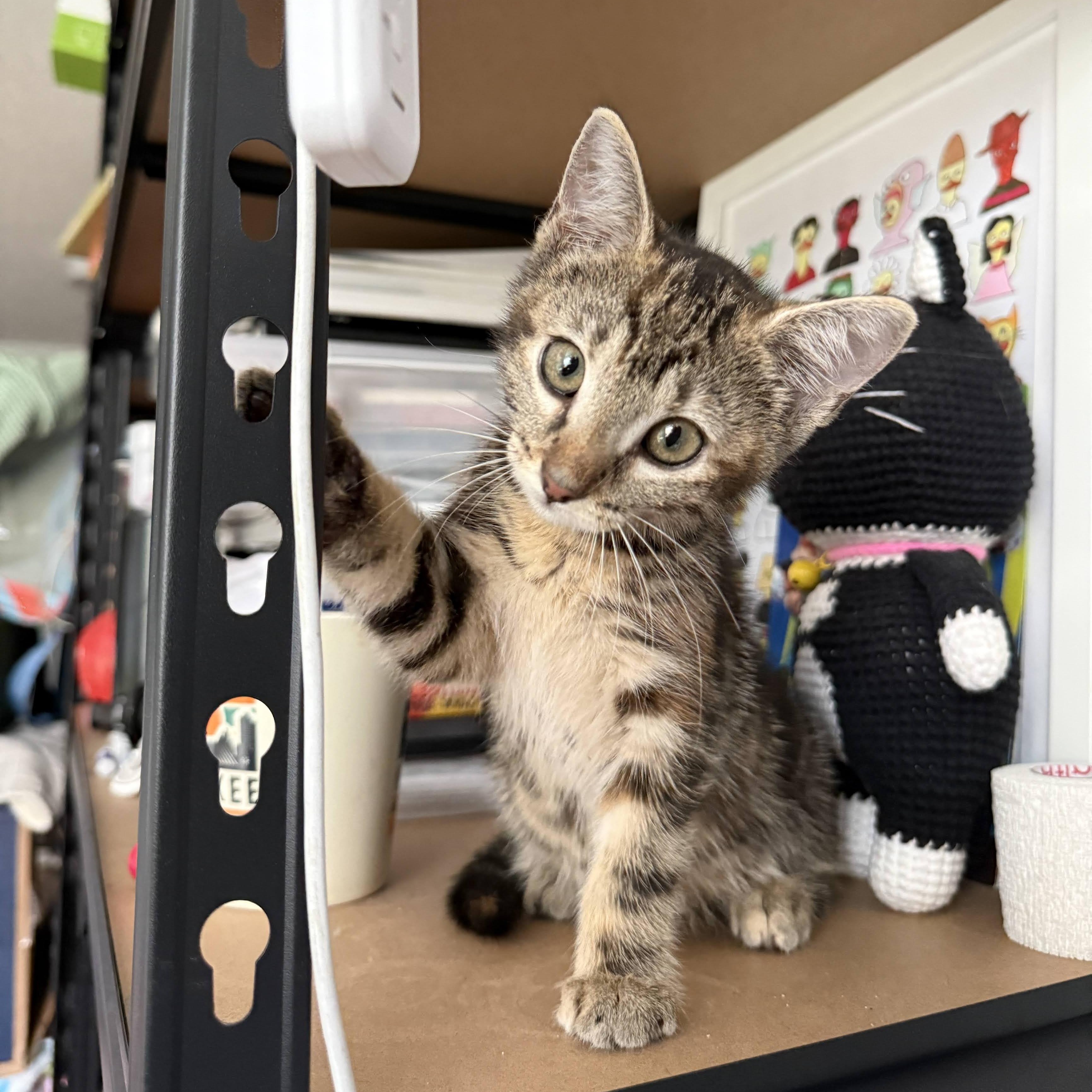 Enlarge Perch & Trout, an adopted Domestic Short Hair in brooklyn, NY image 1/6