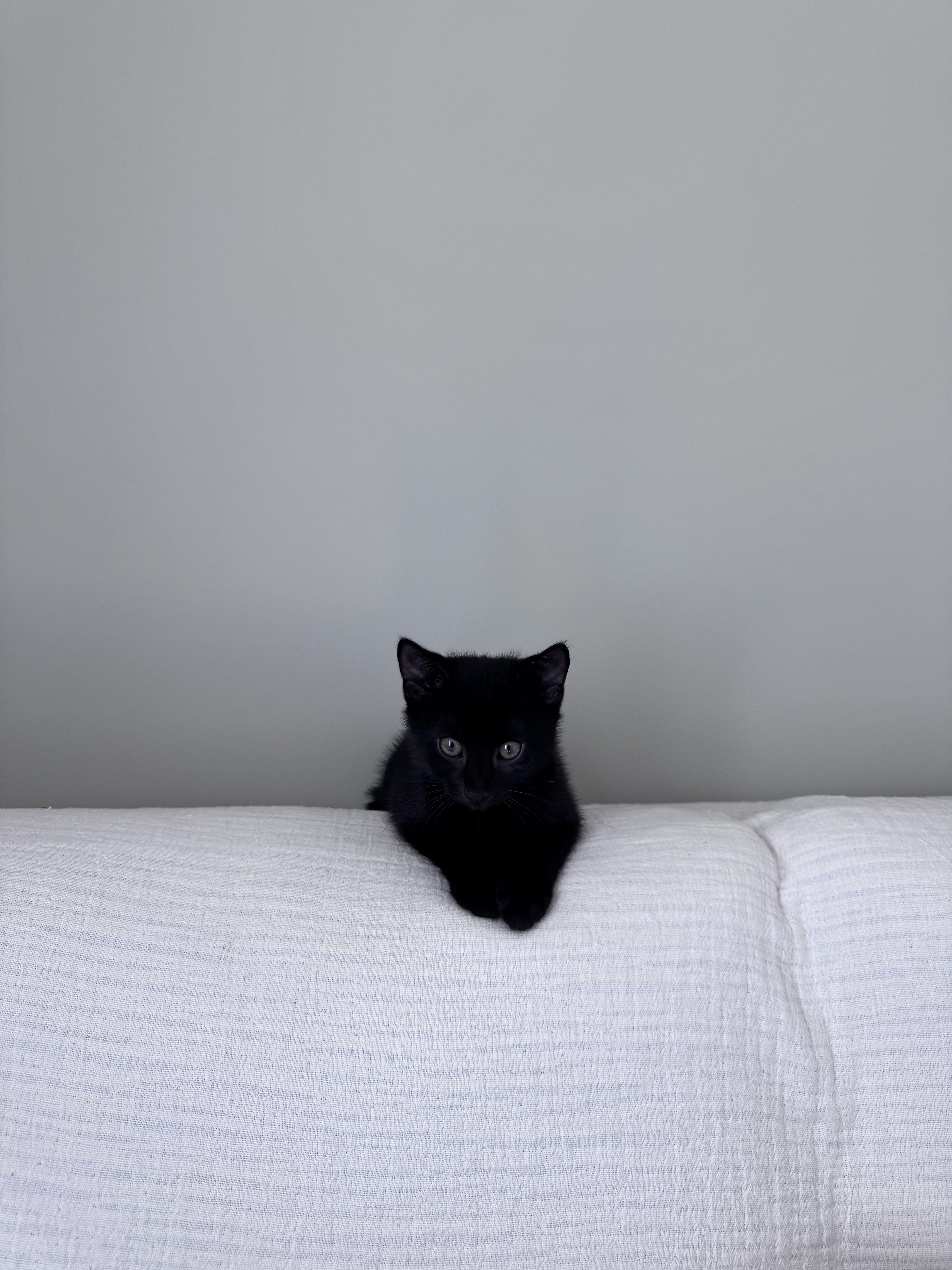Enlarge Perch & Trout, an adopted Domestic Short Hair in brooklyn, NY image 6/6