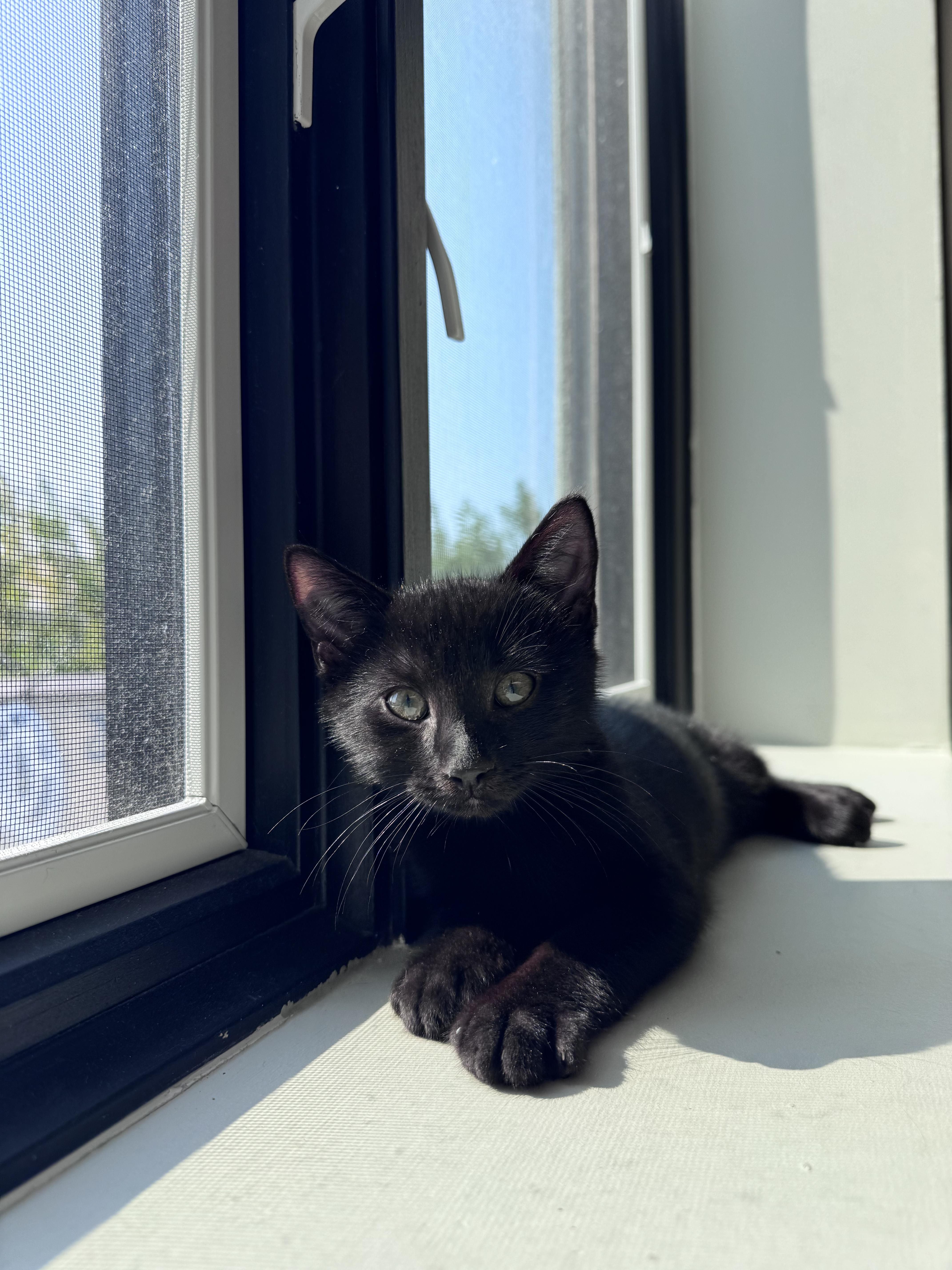 Enlarge Perch & Trout, an adopted Domestic Short Hair in brooklyn, NY image 4/6