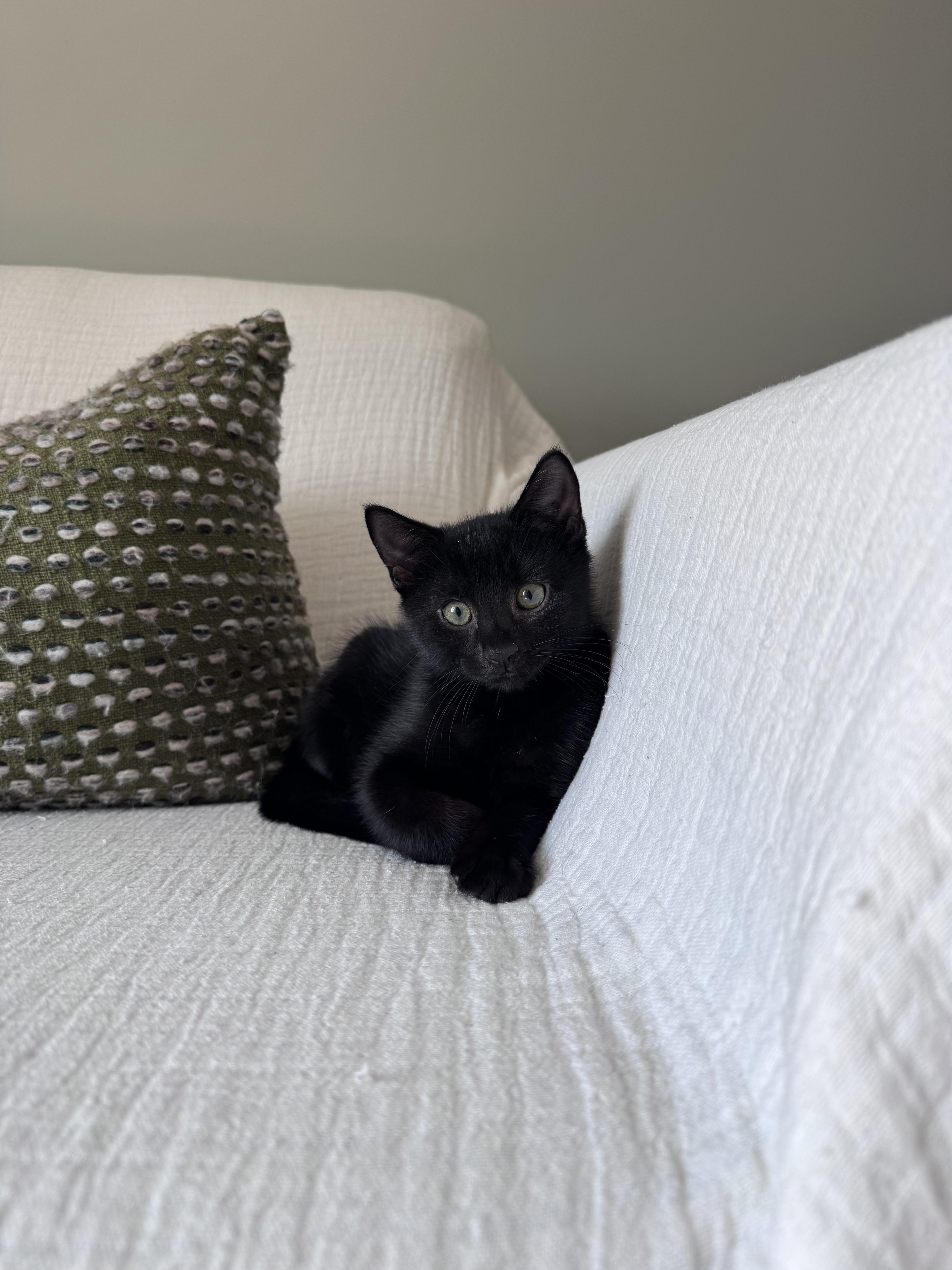 Enlarge Perch & Trout, an adopted Domestic Short Hair in brooklyn, NY image 2/6