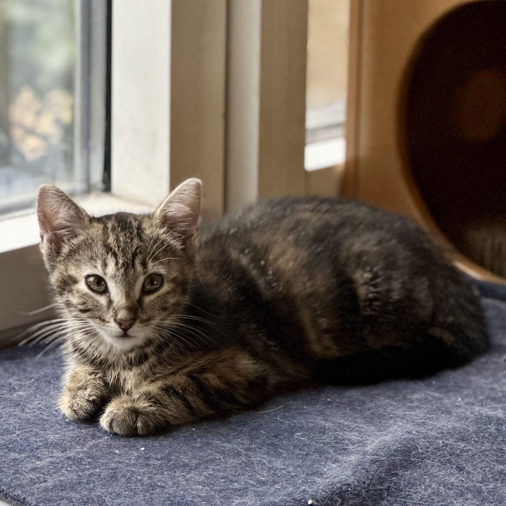 Enlarge Perch & Trout, an adopted Domestic Short Hair in brooklyn, NY image 5/6
