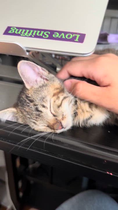 Enlarge Perch & Trout, an adopted Domestic Short Hair in brooklyn, NY video 3/6
