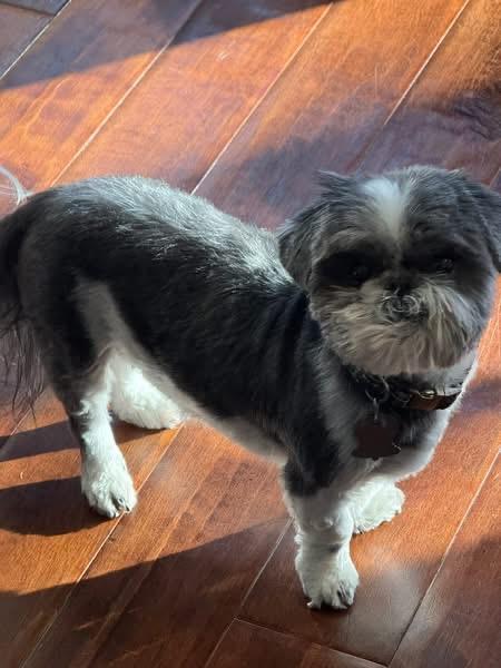 Enlarge Lucy, a Adoptable Shih Tzu in Little Elm, TX image 3/3