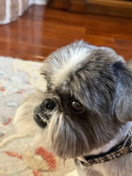 Enlarge Lucy, a Adoptable Shih Tzu in Little Elm, TX image 2/3