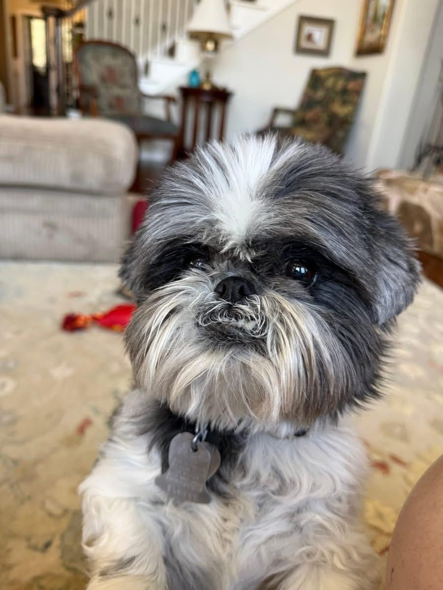 Enlarge Lucy, a Adoptable Shih Tzu in Little Elm, TX image 1/3