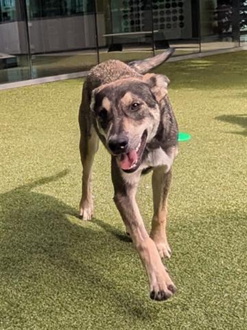 Enlarge SHADOW, a Adoptable mixed breed in San Martin, CA image 1/1