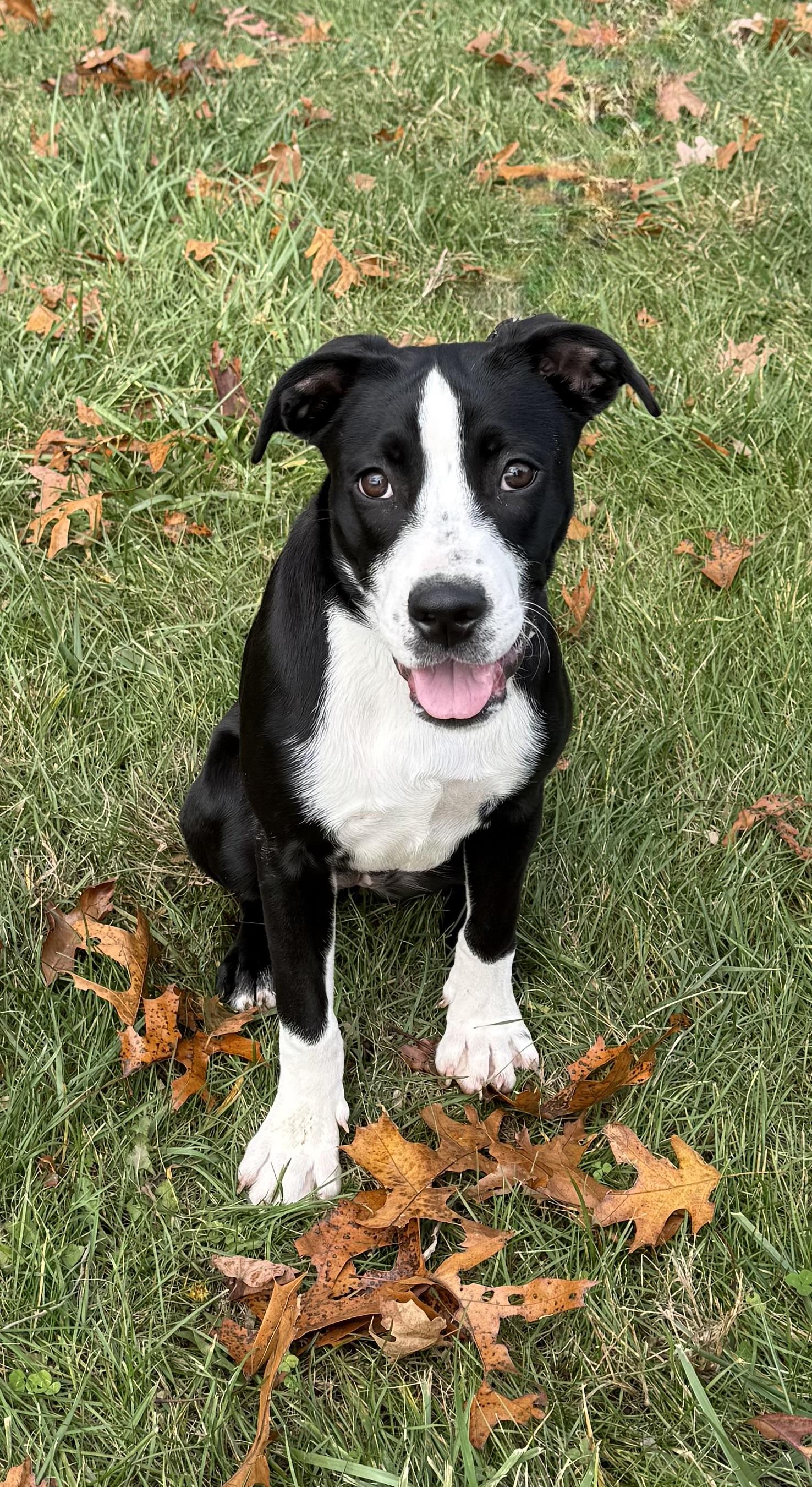 Enlarge Maggie, a ADOPTABLE mixed breed in Wanaque, NJ image 2/5
