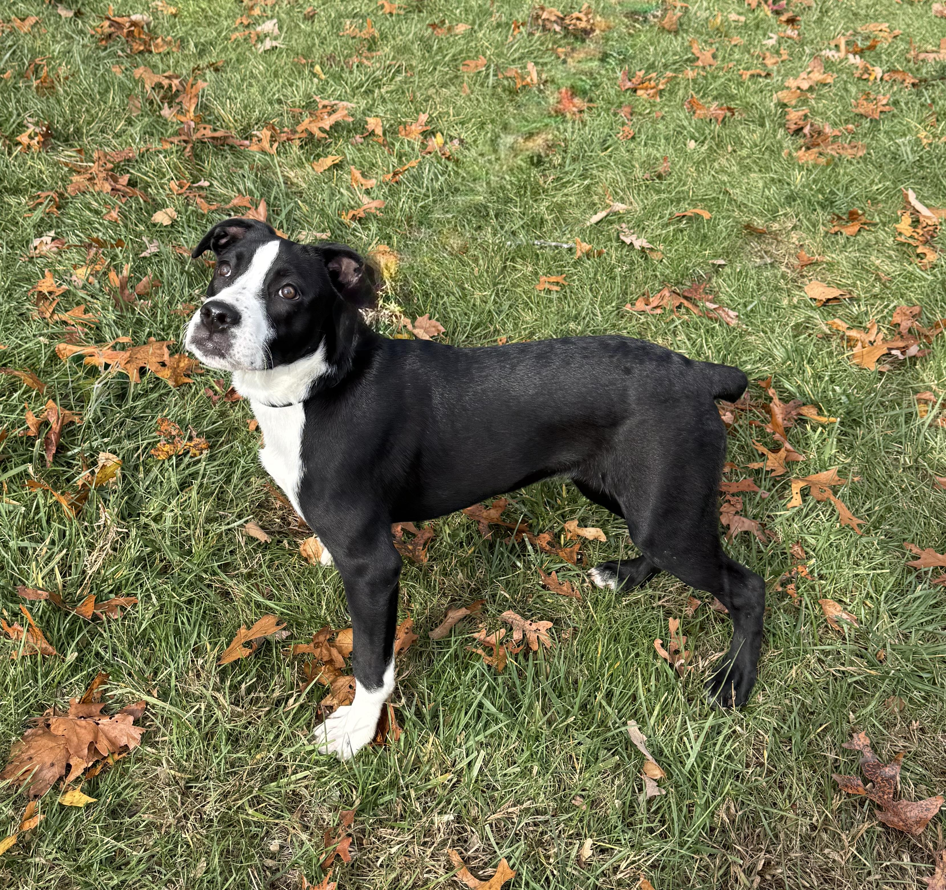 Enlarge Maggie, a ADOPTABLE mixed breed in Wanaque, NJ image 3/5