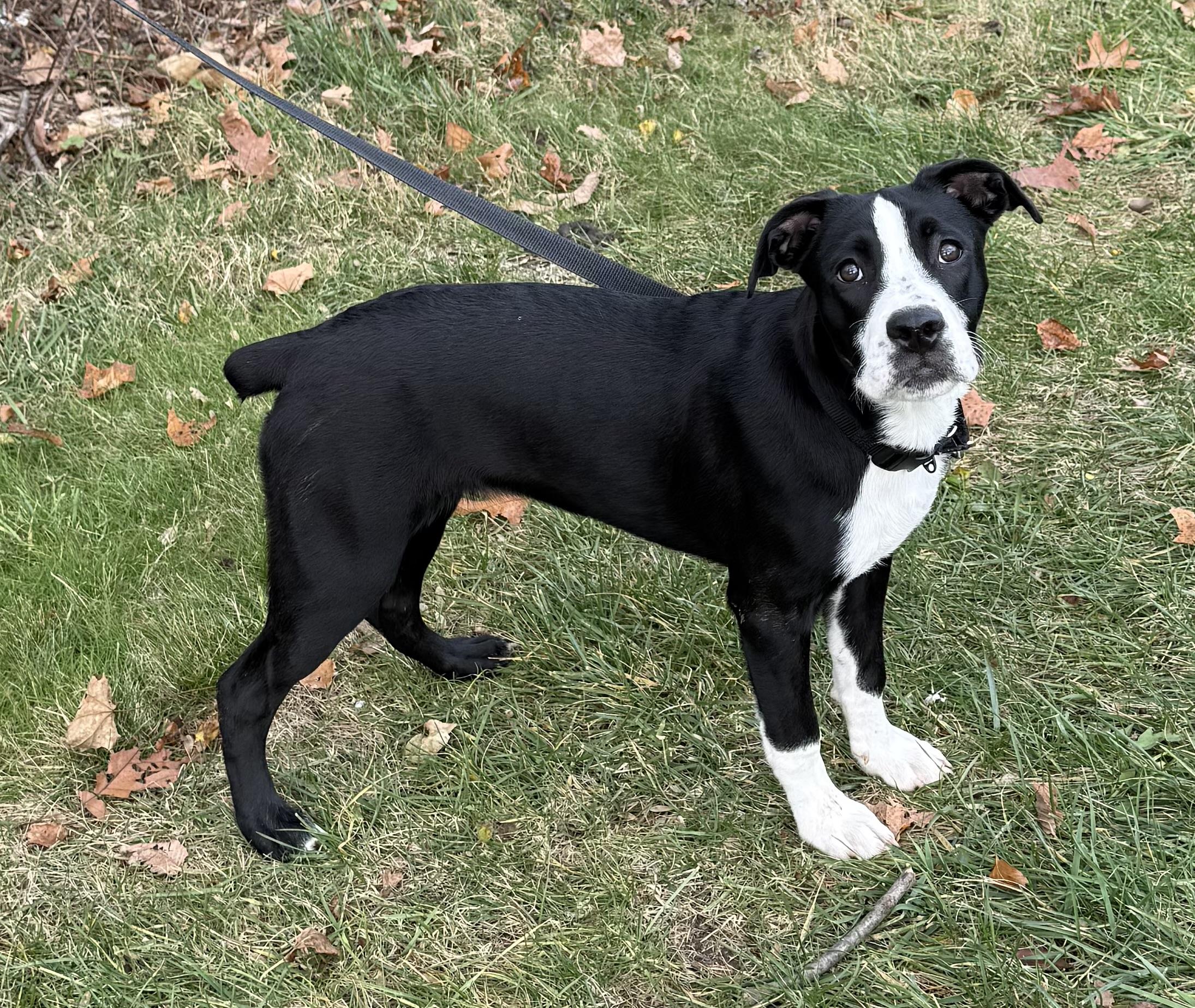 Enlarge Maggie, a ADOPTABLE mixed breed in Wanaque, NJ image 4/5