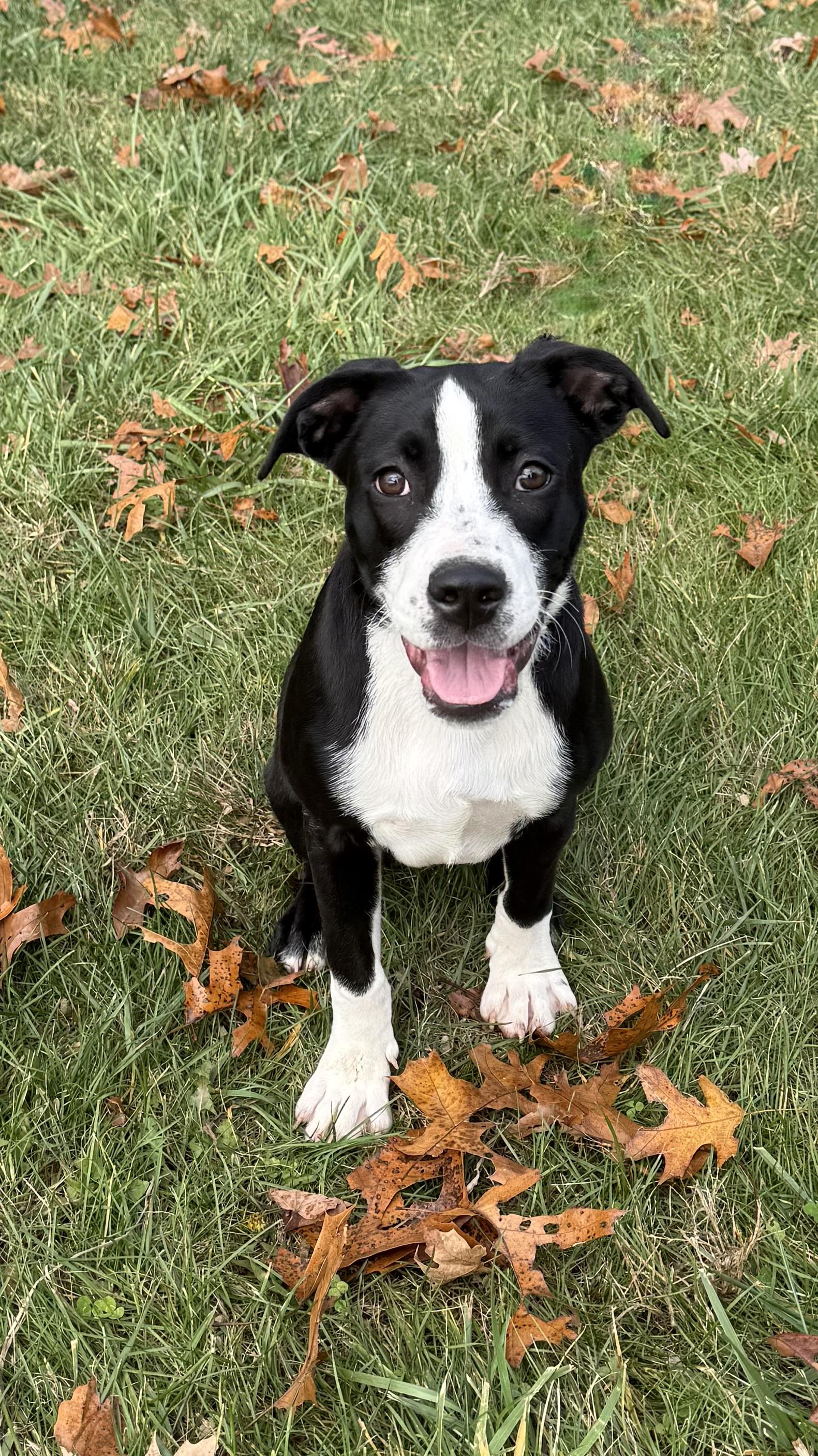 Enlarge Maggie, a ADOPTABLE mixed breed in Wanaque, NJ image 5/5