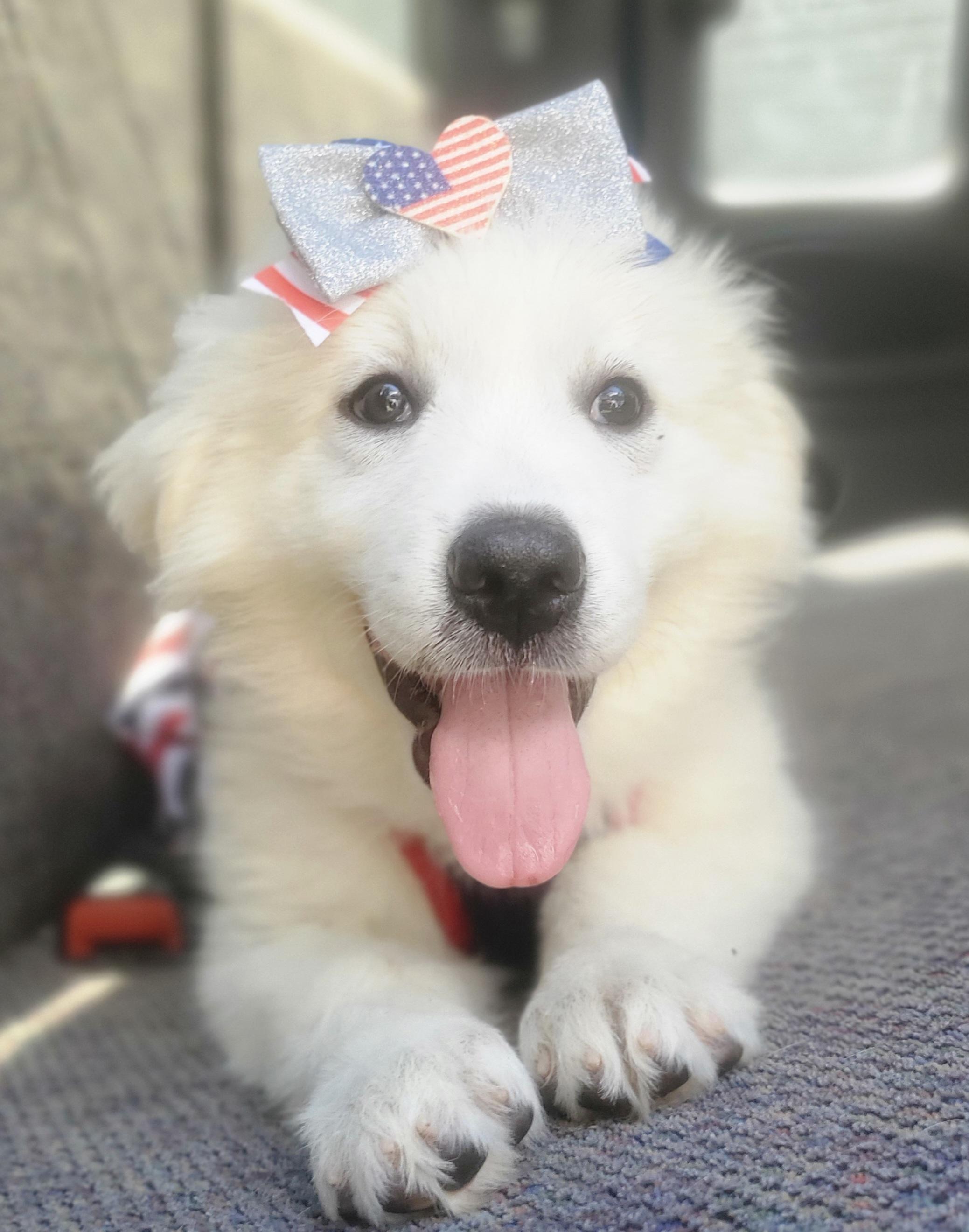 Enlarge Winter, a Adoptable mixed breed in Gilbert, SC image 6/6