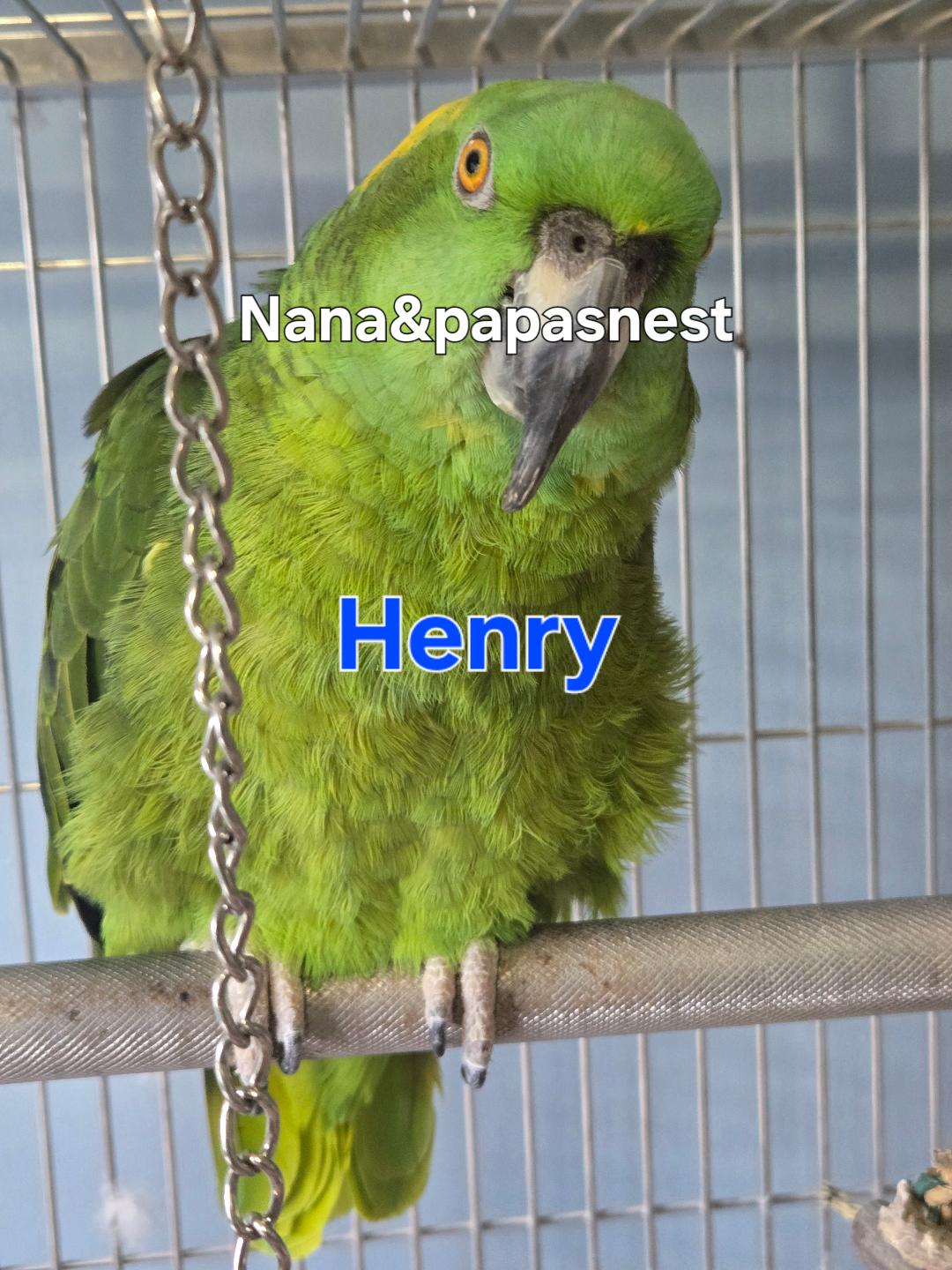 Henry, Adoptable, Adult Male Amazon.