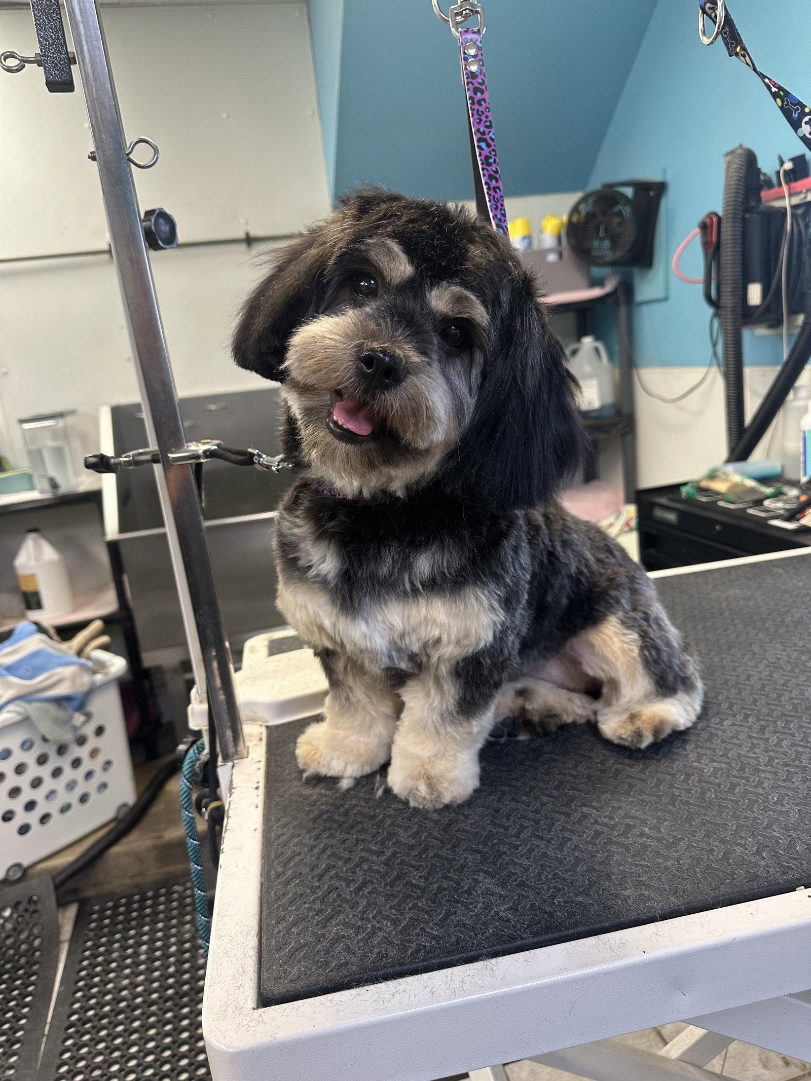 Millie, a Adopted Cockapoo in Cedar Rapids, IA image 1/2