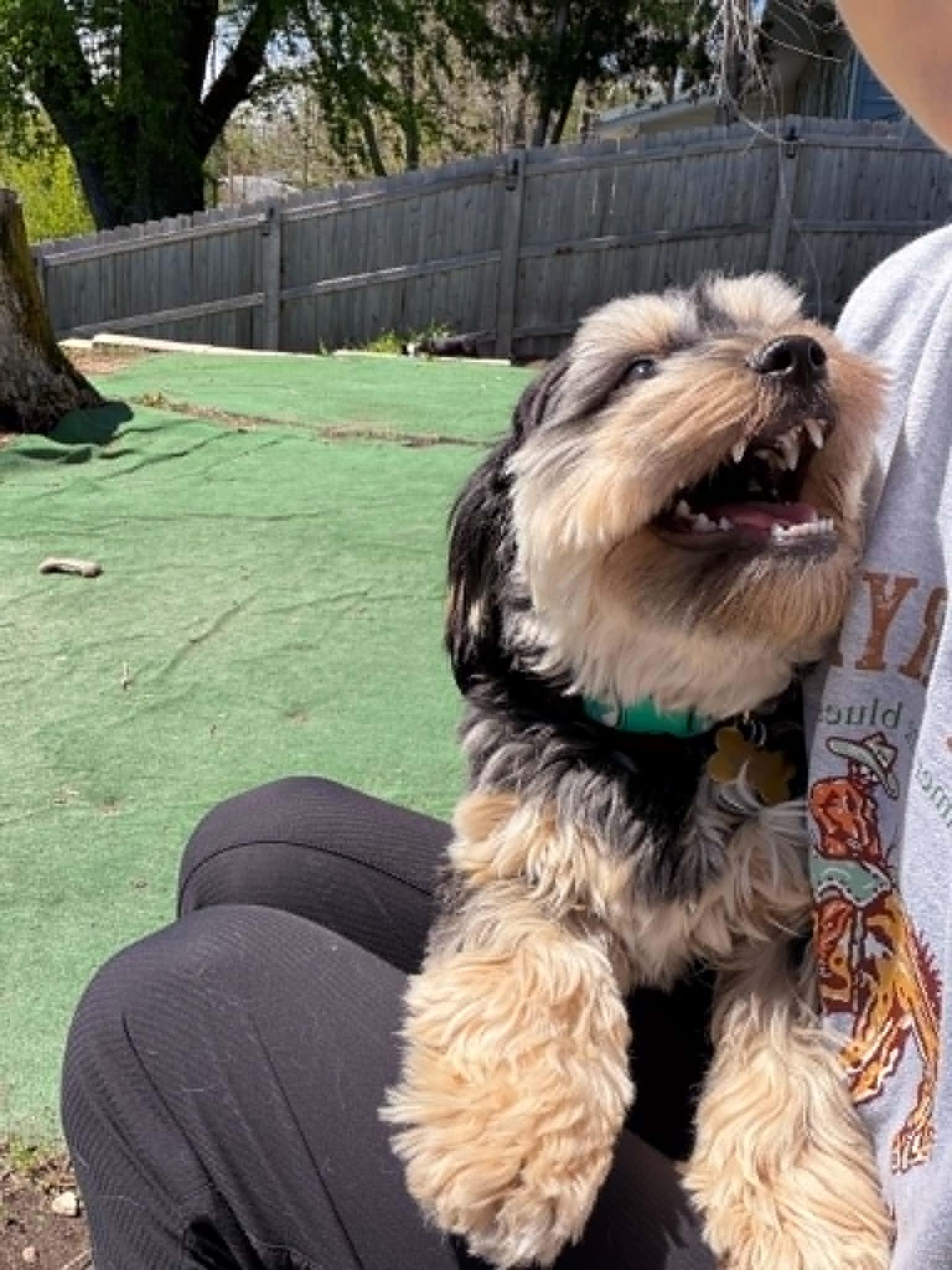 Millie, a Adopted Cockapoo in Cedar Rapids, IA image 2/2