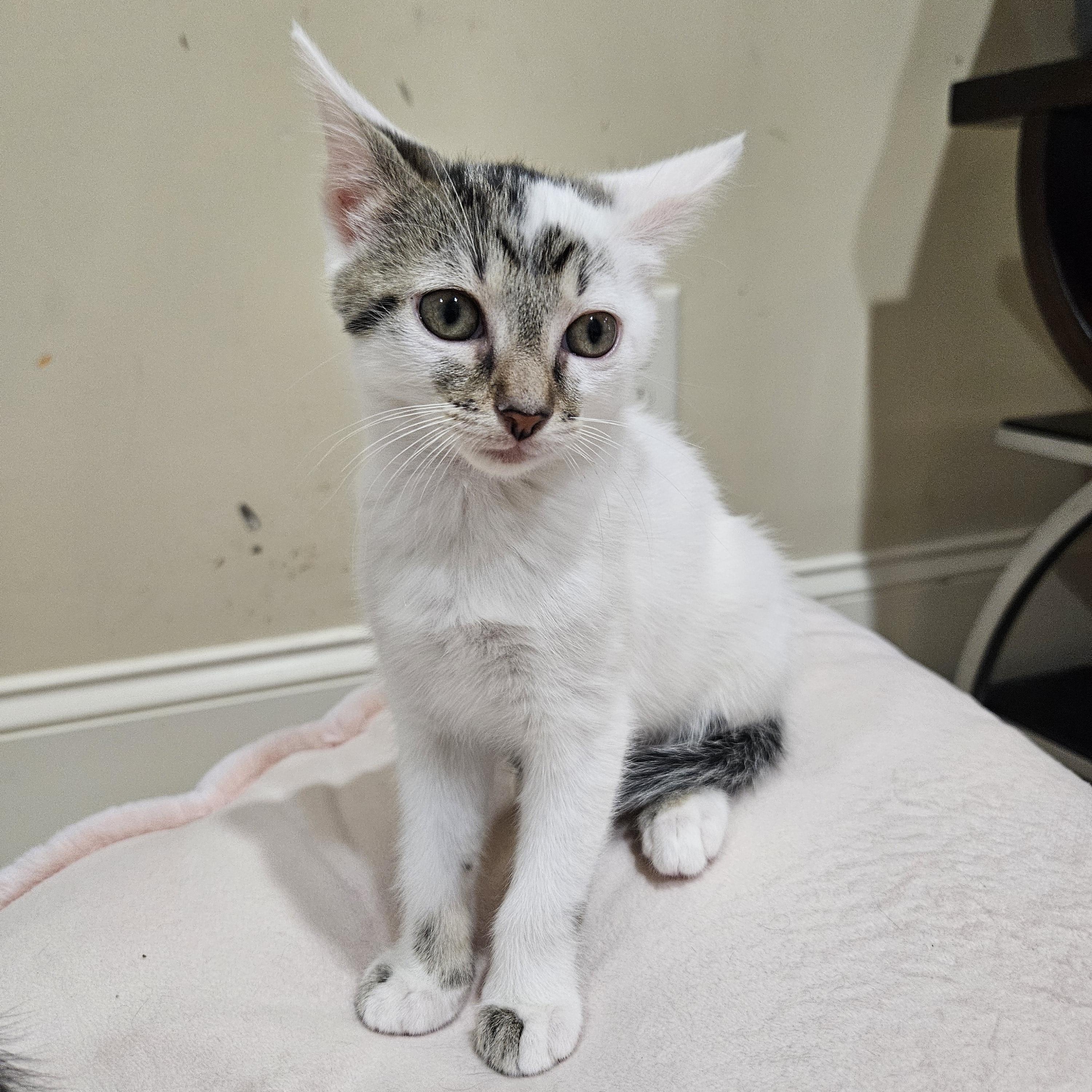 Ophelia, a ADOPTABLE mixed breed in Waxhaw, NC image 6/6