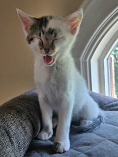 Ophelia, a ADOPTABLE mixed breed in Waxhaw, NC image 3/6