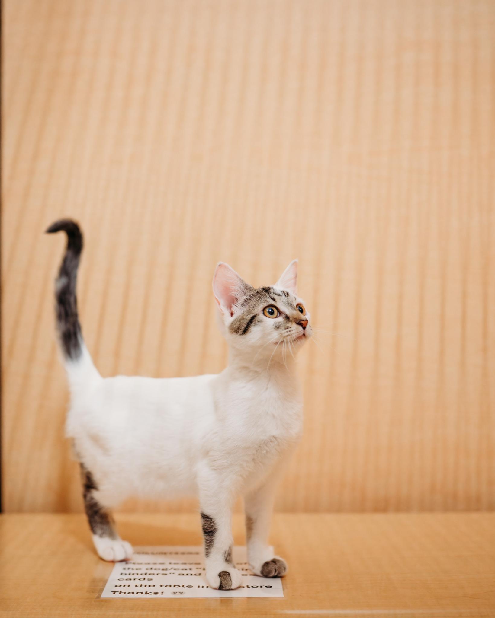 Ophelia, a ADOPTABLE mixed breed in Waxhaw, NC image 3/5