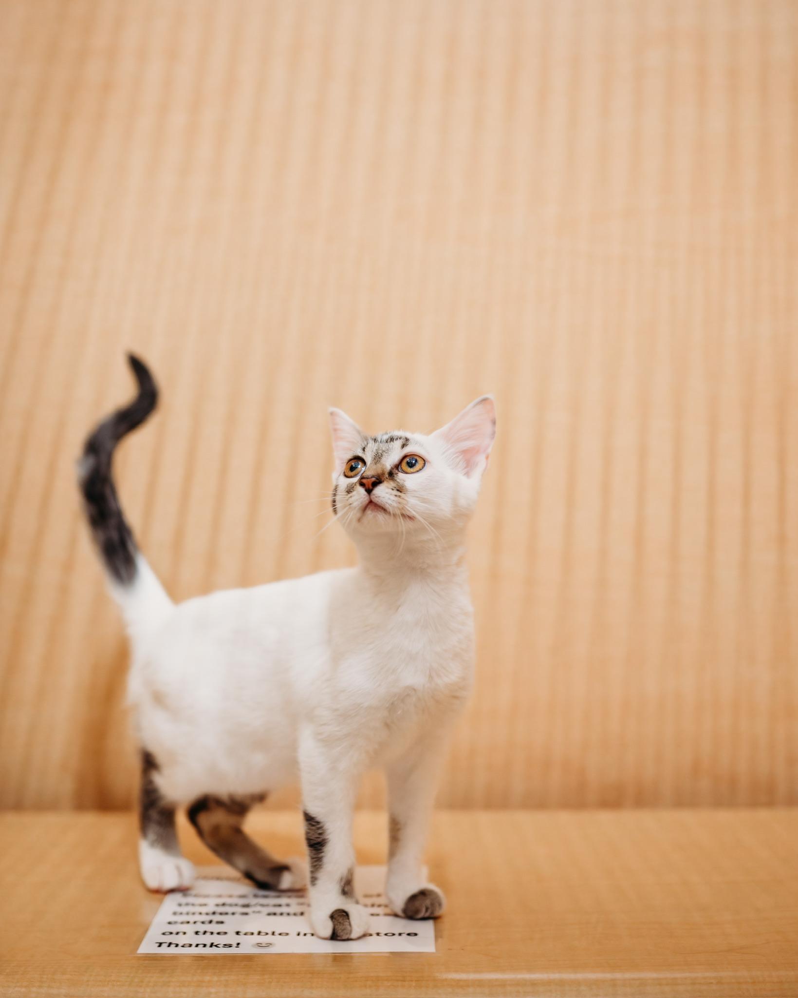 Ophelia, ADOPTABLE, Kitten Female Tabby & Domestic Short Hair.