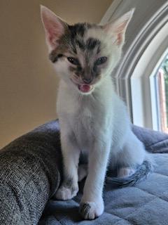 Ophelia, a ADOPTABLE mixed breed in Waxhaw, NC image 5/6
