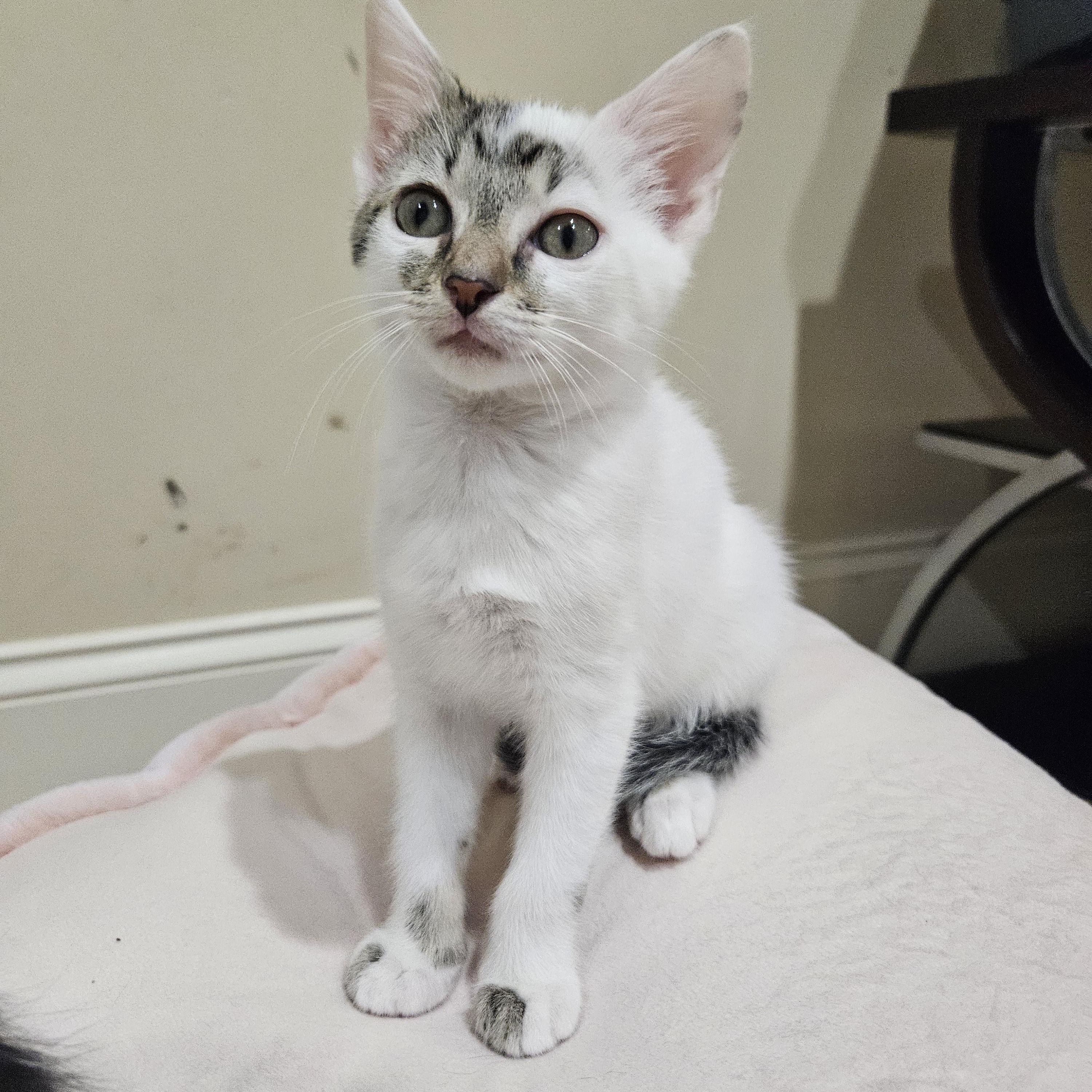 Ophelia, ADOPTABLE, Young Female Tabby & Domestic Short Hair.