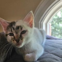 Ophelia, a ADOPTABLE mixed breed in Waxhaw, NC image 2/6