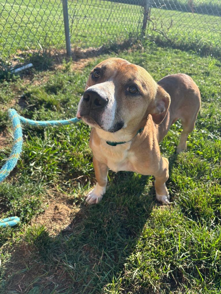 Enlarge Jeter, a Adoptable mixed breed in Wabash, IN image 1/1
