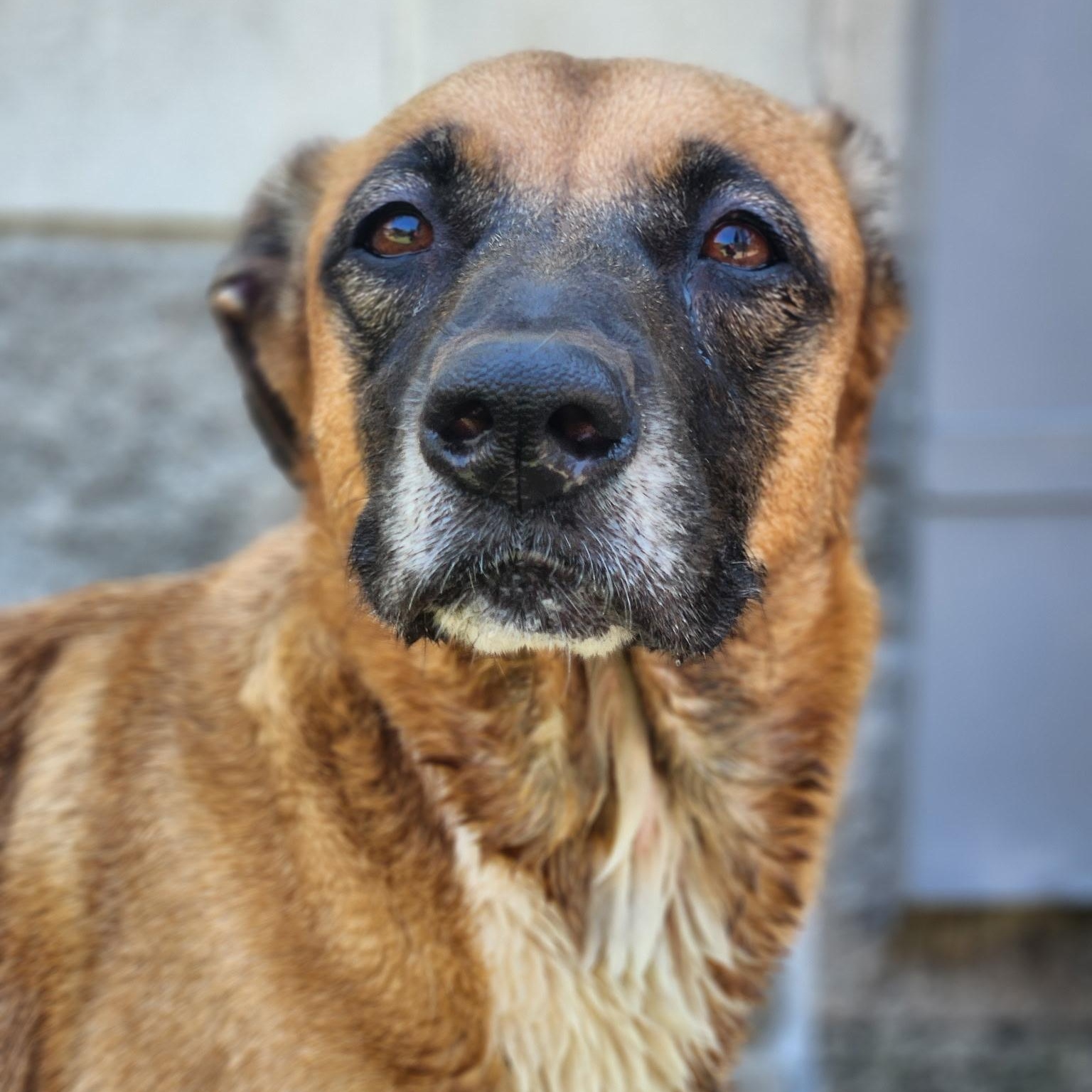 Enlarge Flan, a Adoptable Black Mouth Cur in Allen, TX image 4/5