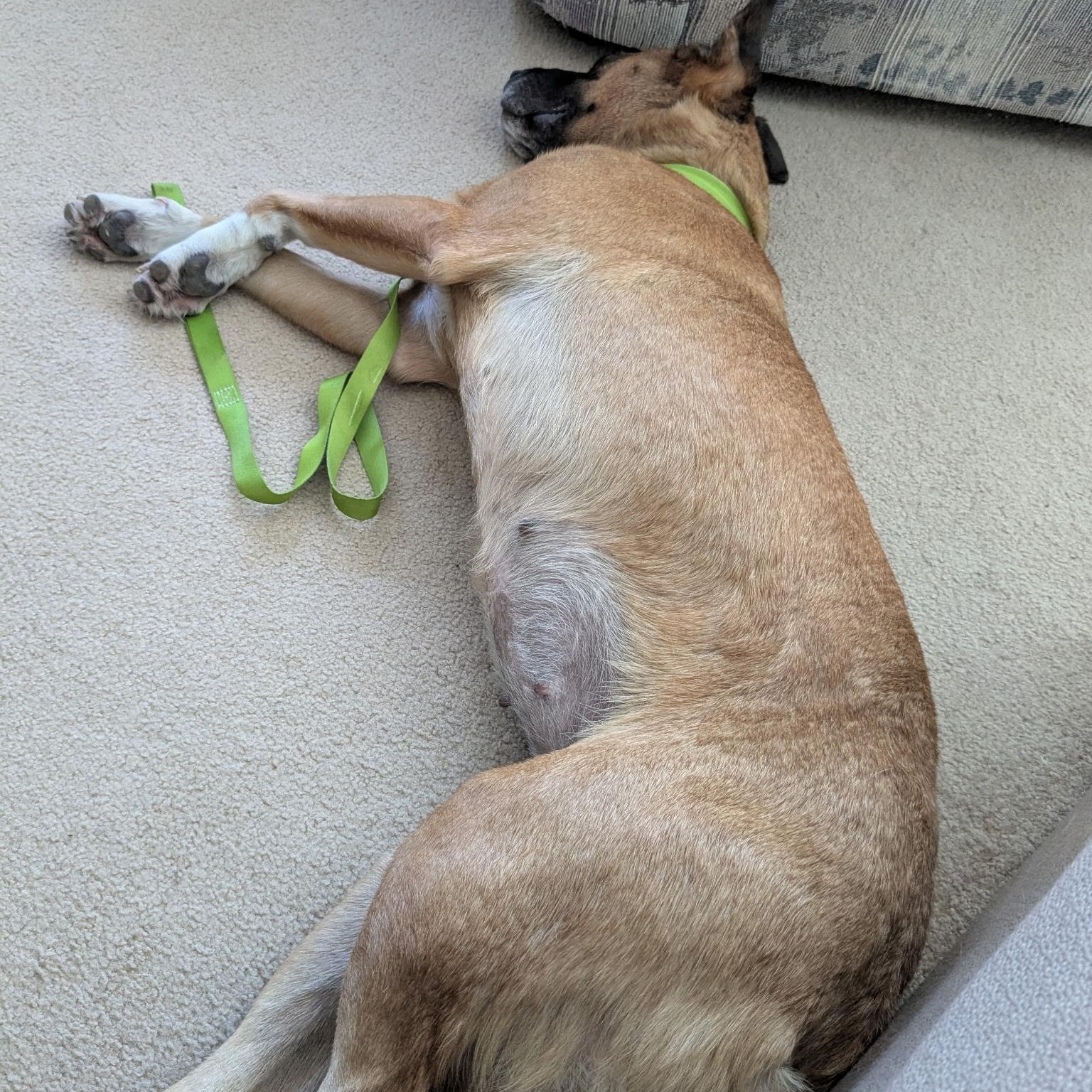 Enlarge Flan, a Adoptable Black Mouth Cur in Allen, TX image 2/5