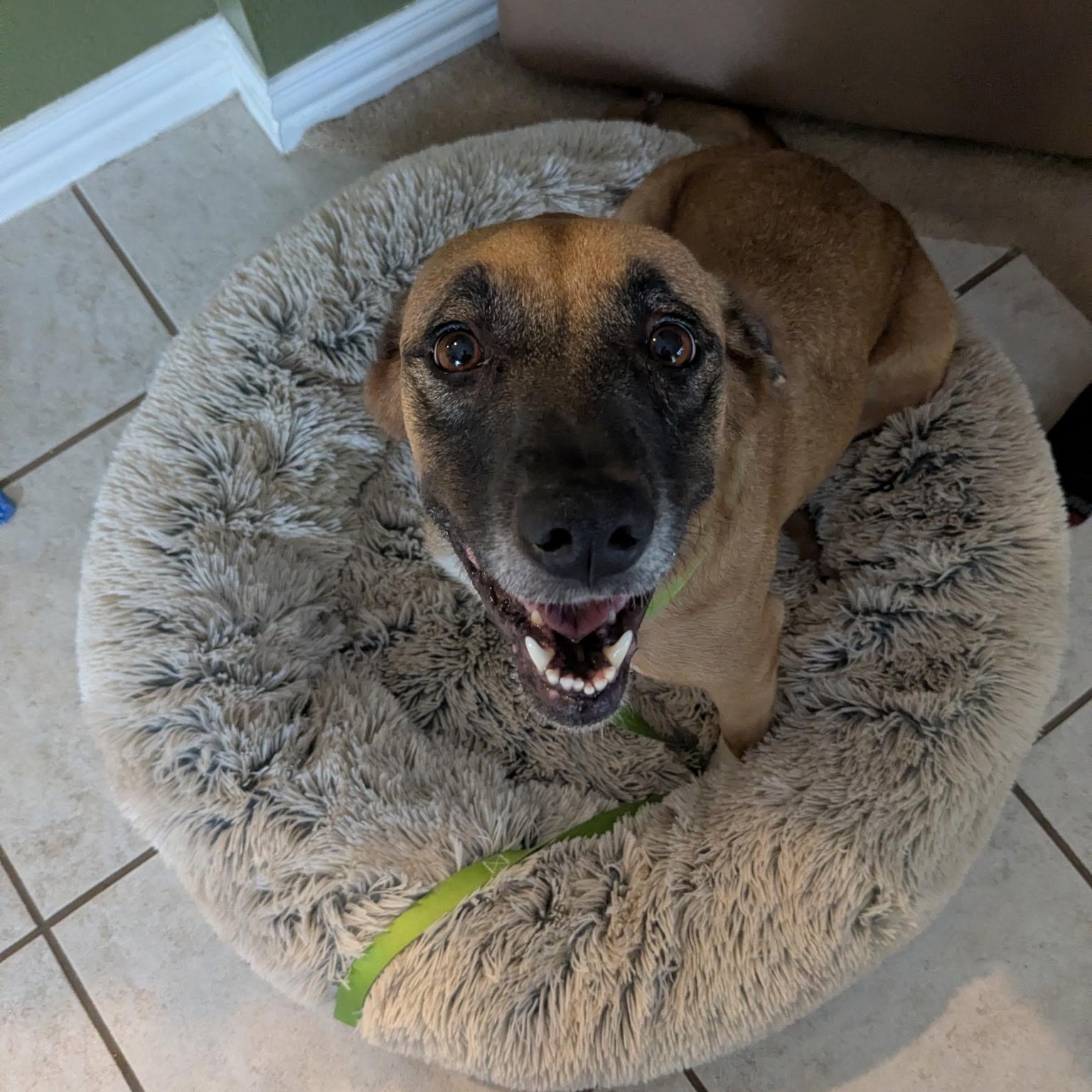 Flan, Adoptable, Adult Female Black Mouth Cur.