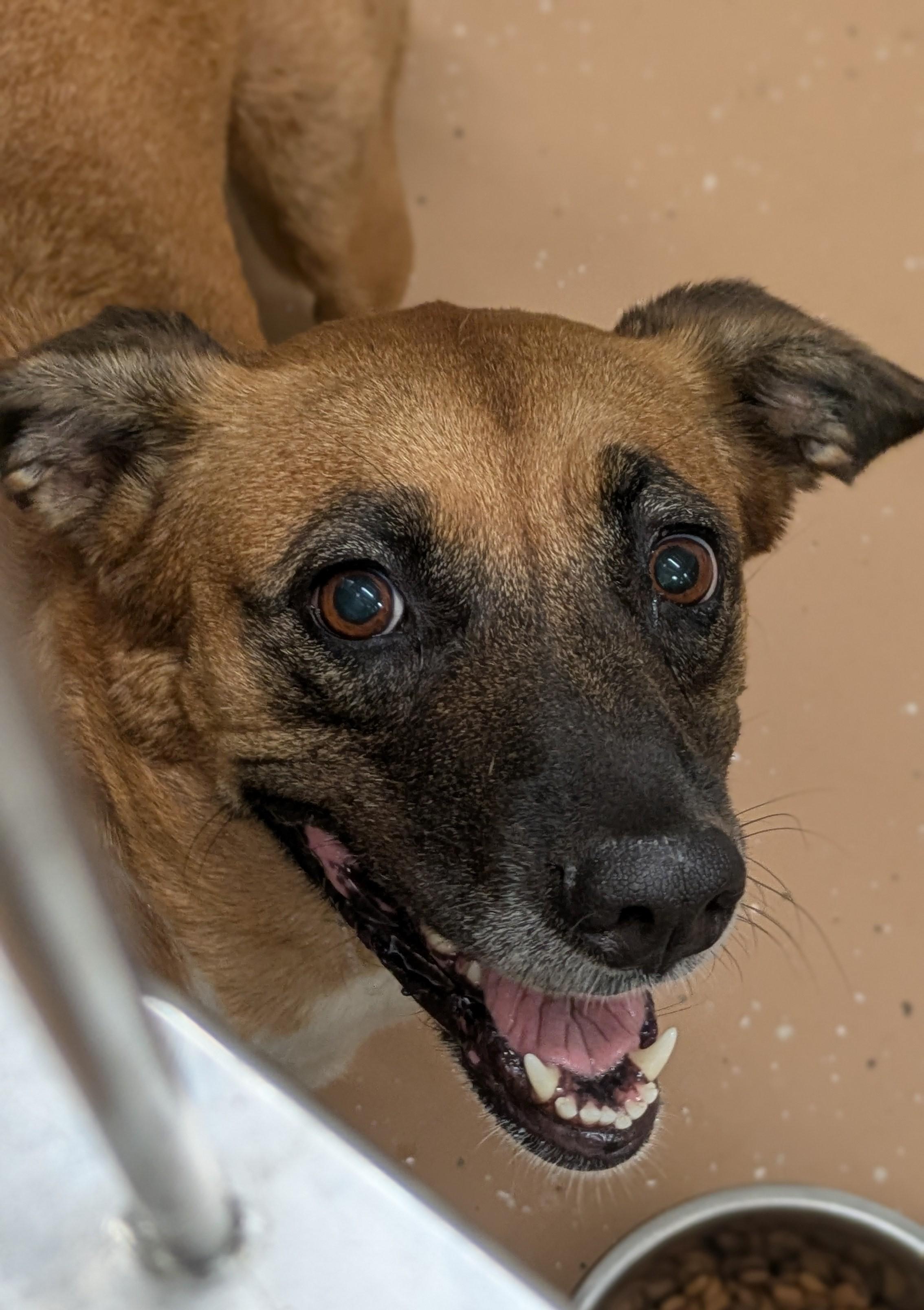 Enlarge Flan, a Adoptable Black Mouth Cur in Allen, TX image 5/5