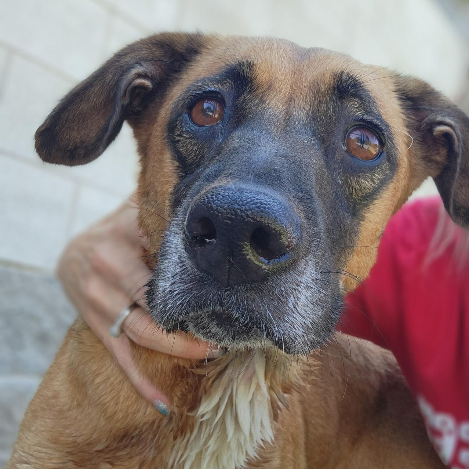 Enlarge Flan, a Adoptable Black Mouth Cur in Allen, TX image 3/5