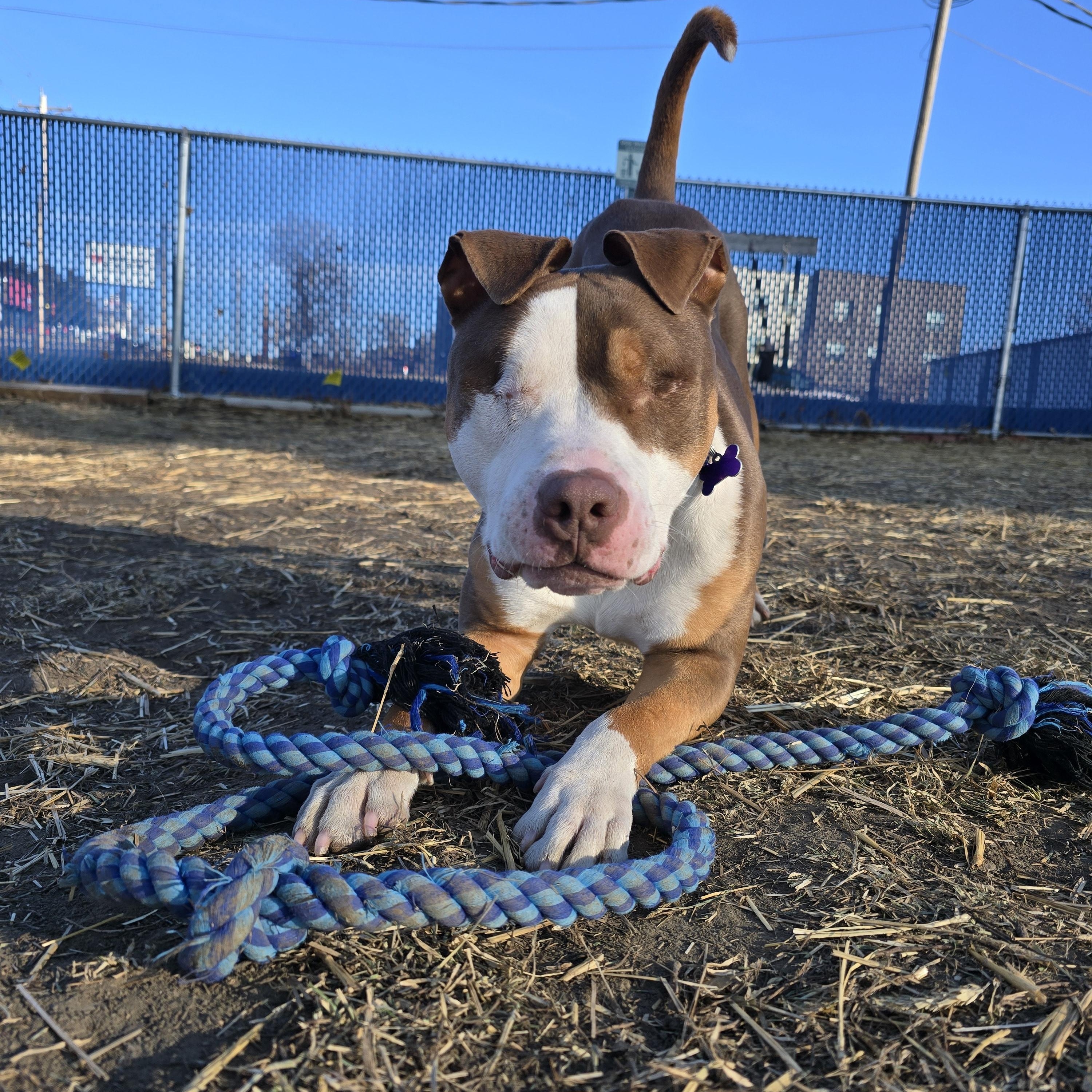 Balin, Adoptable, Adult Male Pit Bull Terrier.