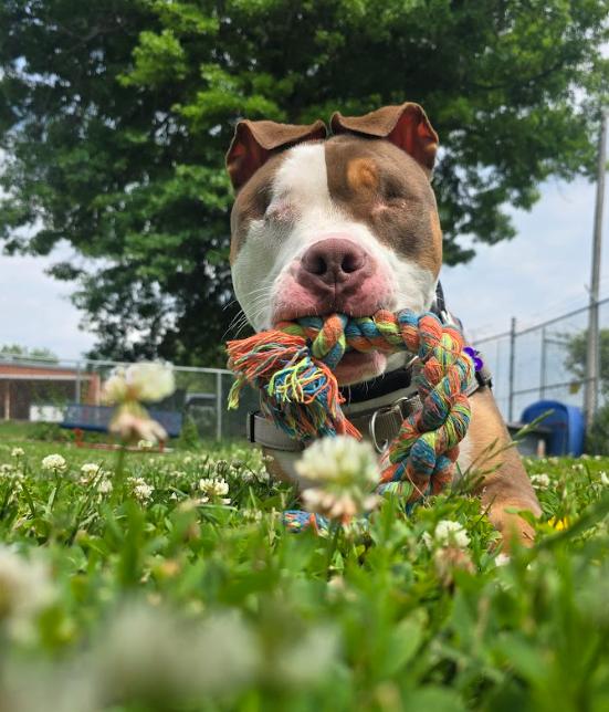 Balin, a Adoptable Pit Bull Terrier in Des Moines, IA image 1/3