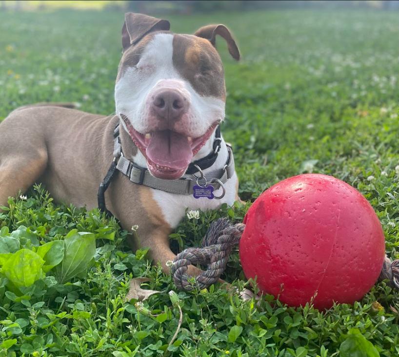 Balin, a Adoptable Pit Bull Terrier in Des Moines, IA image 2/3
