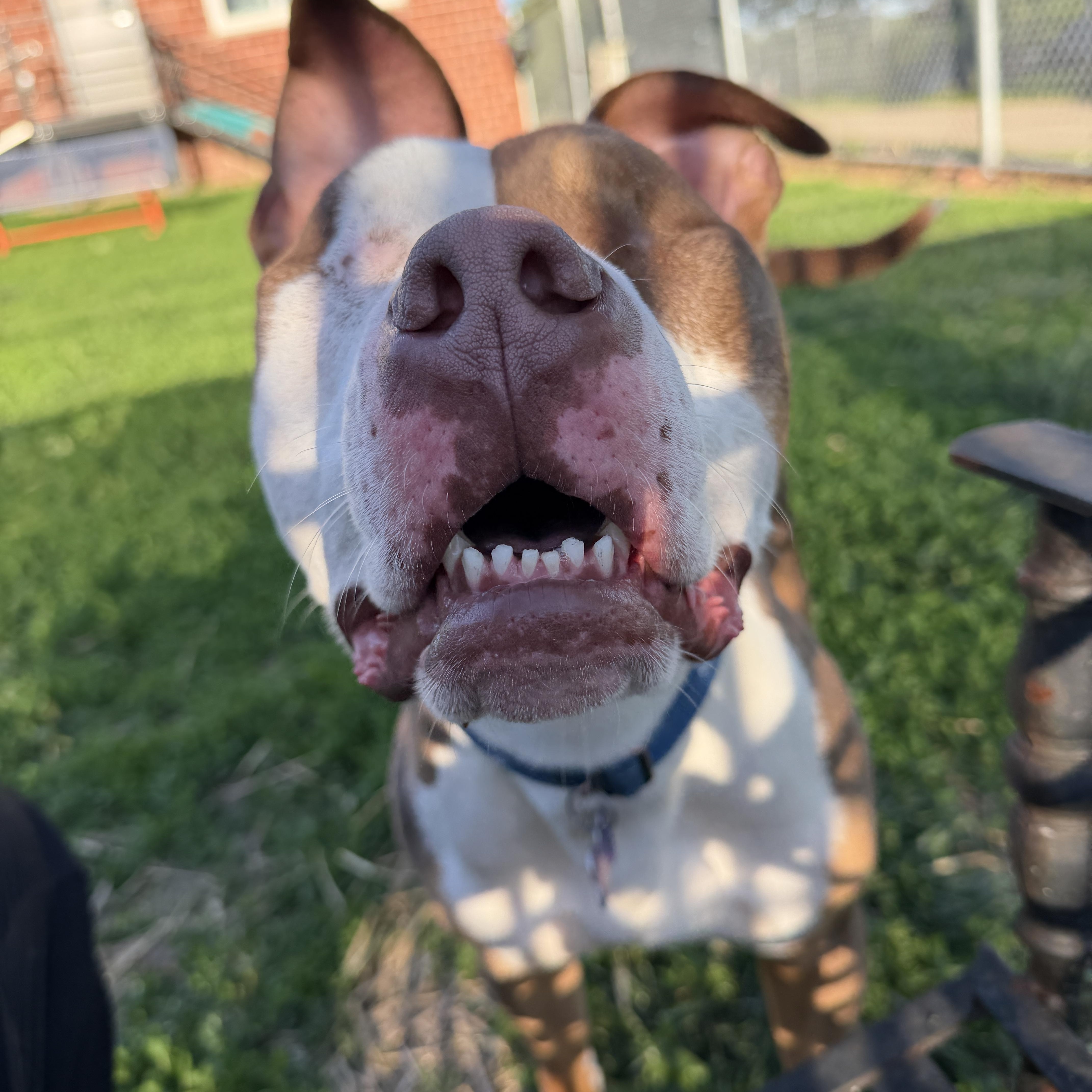 Balin, a Adoptable Pit Bull Terrier in Des Moines, IA image 2/5