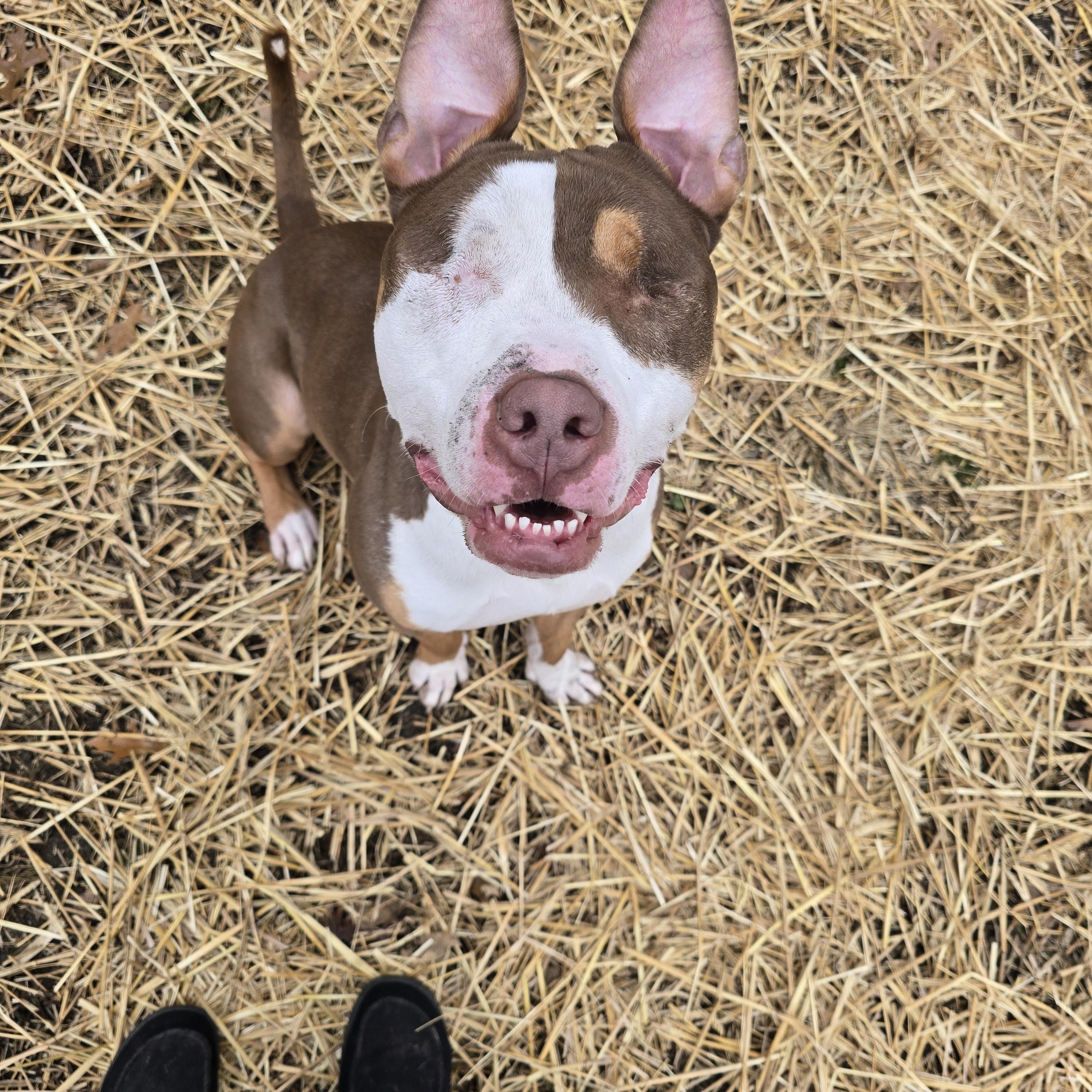 Enlarge Balin, a Adoptable Pit Bull Terrier in Des Moines, IA image 3/3
