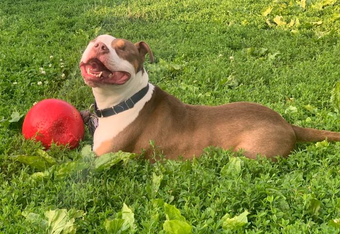 Balin, a Adoptable Pit Bull Terrier in Des Moines, IA image 3/3