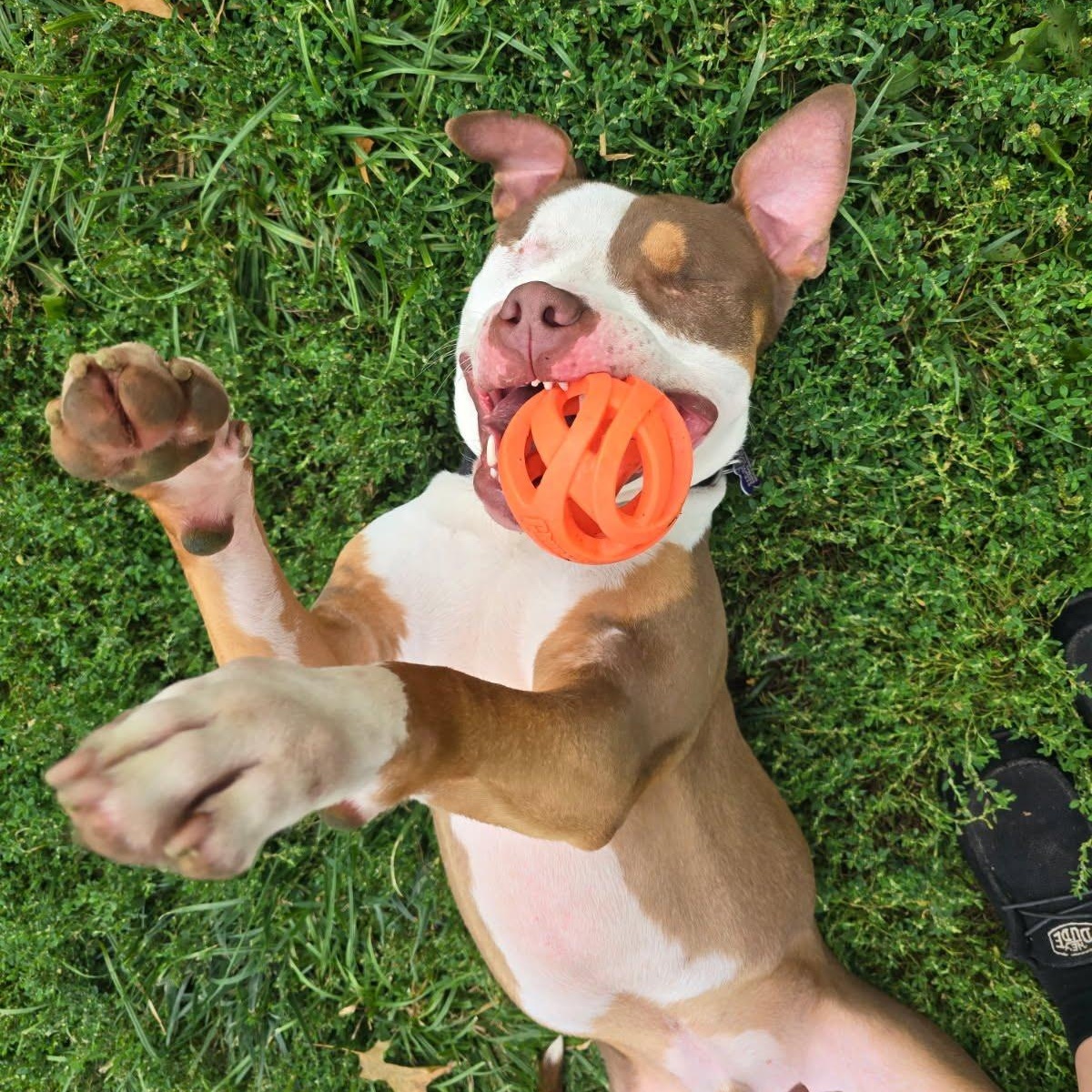 Balin, a Adoptable Pit Bull Terrier in Des Moines, IA image 3/5