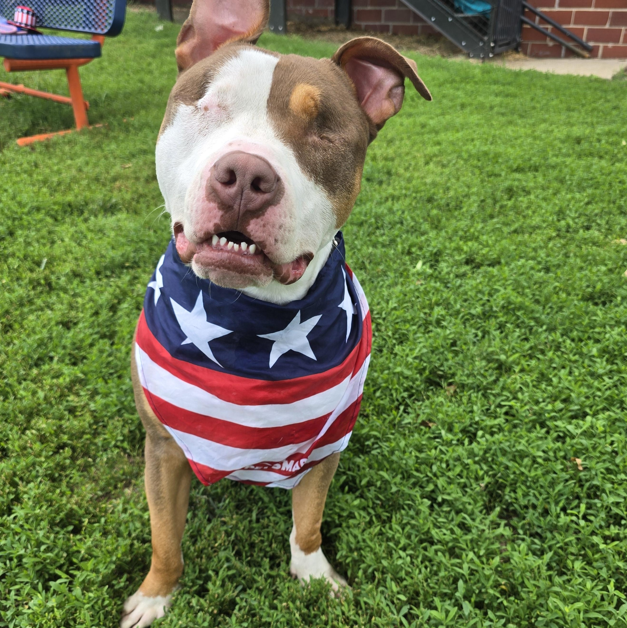 Balin, Adoptable, Adult Male Pit Bull Terrier.