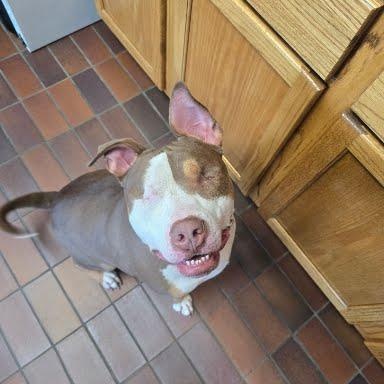 Enlarge Balin, a Adoptable Pit Bull Terrier in Des Moines, IA image 2/3