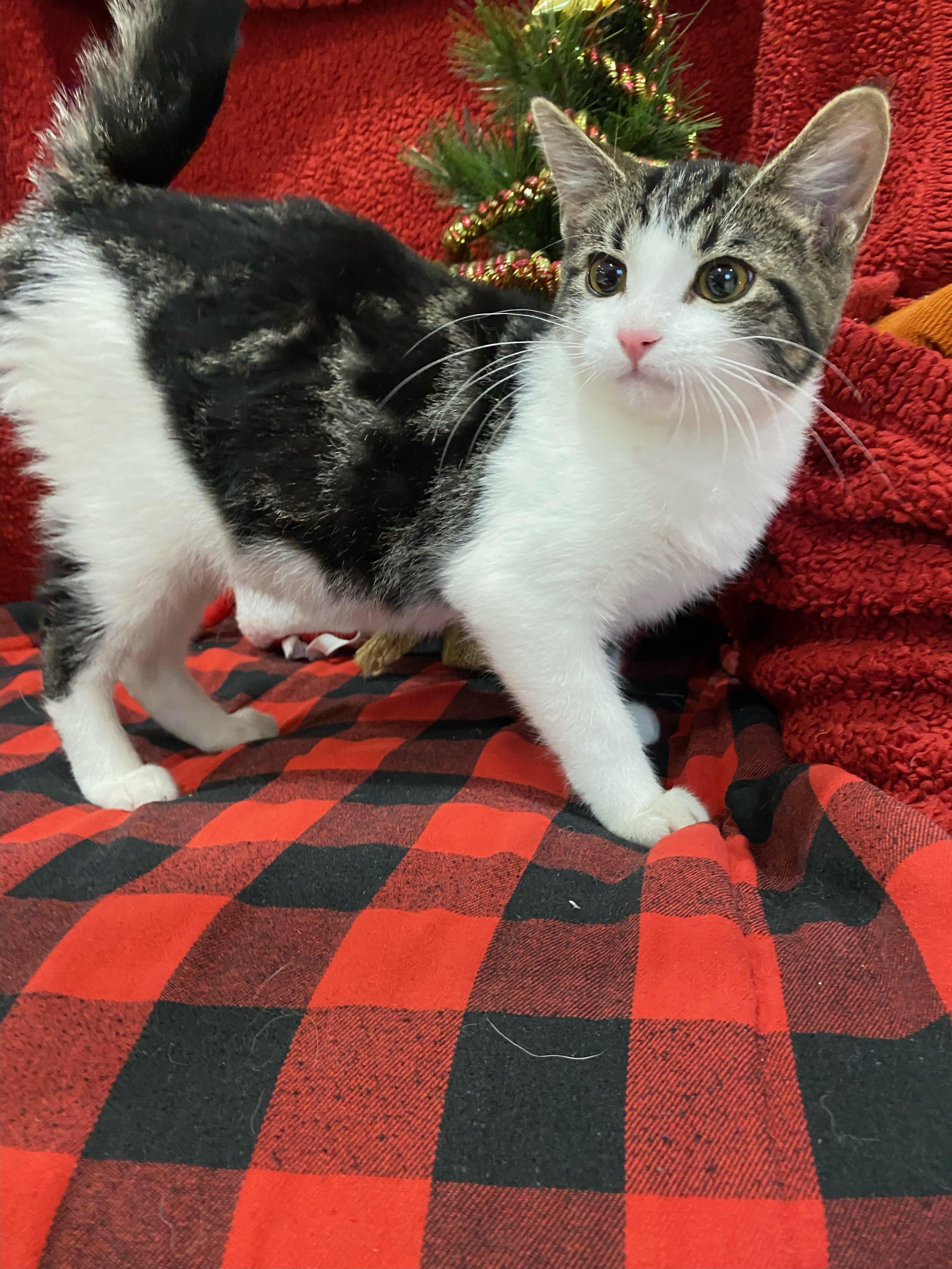 Bugsy, a ADOPTABLE Domestic Short Hair in Steger, IL image 1/3