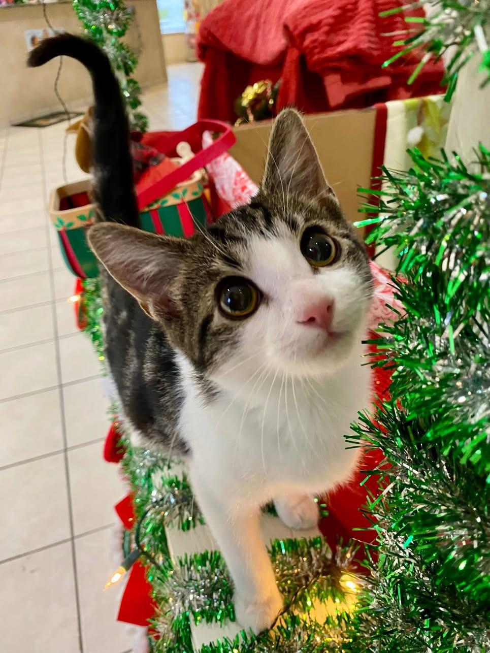 Bugsy, a ADOPTABLE Domestic Short Hair in Steger, IL image 2/3