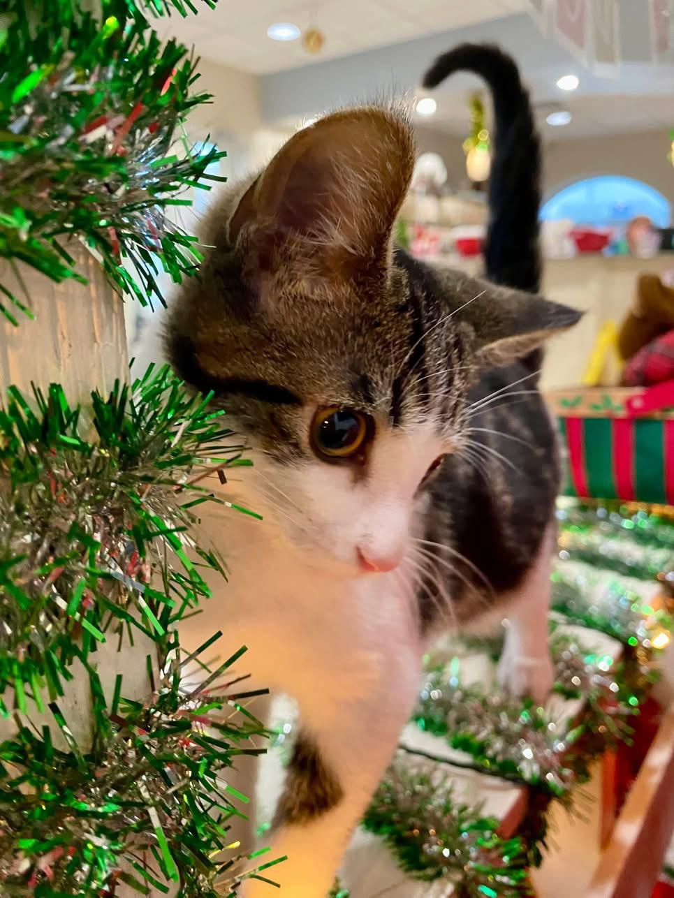 Bugsy, a ADOPTABLE Domestic Short Hair in Steger, IL image 3/3