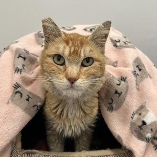 Enlarge Tangerine, a Adoptable Domestic Short Hair in Hawthorne, CA image 2/5