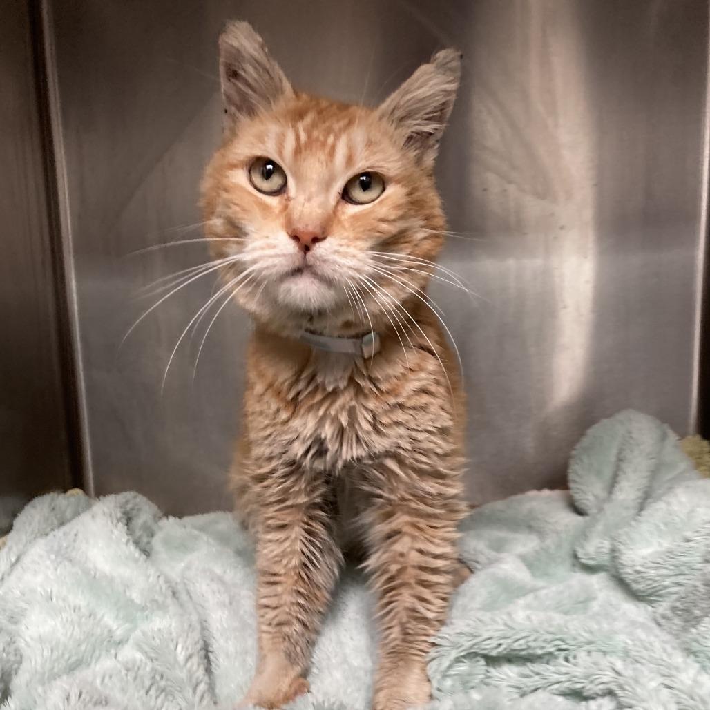 Enlarge Tangerine, a Adoptable Domestic Short Hair in Hawthorne, CA image 3/5