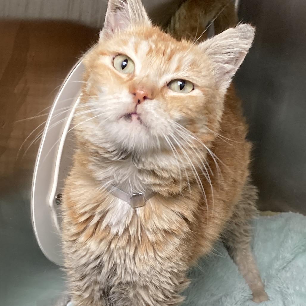 Enlarge Tangerine, a Adoptable Domestic Short Hair in Hawthorne, CA image 4/5