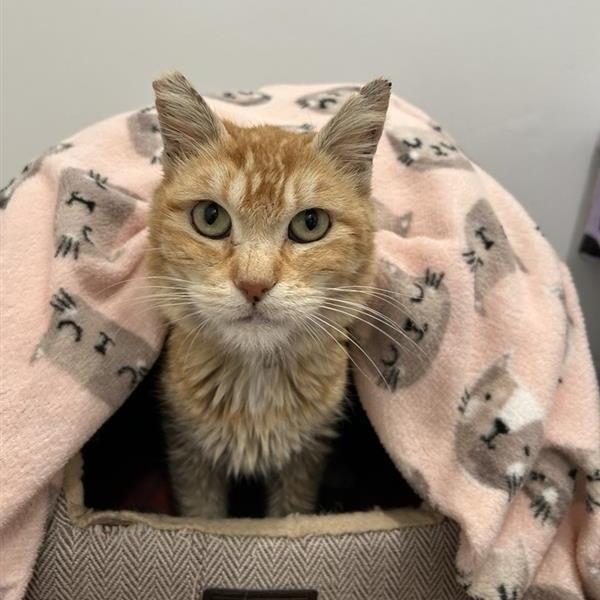 Enlarge Tangerine, a Adoptable Domestic Short Hair in Hawthorne, CA image 5/5