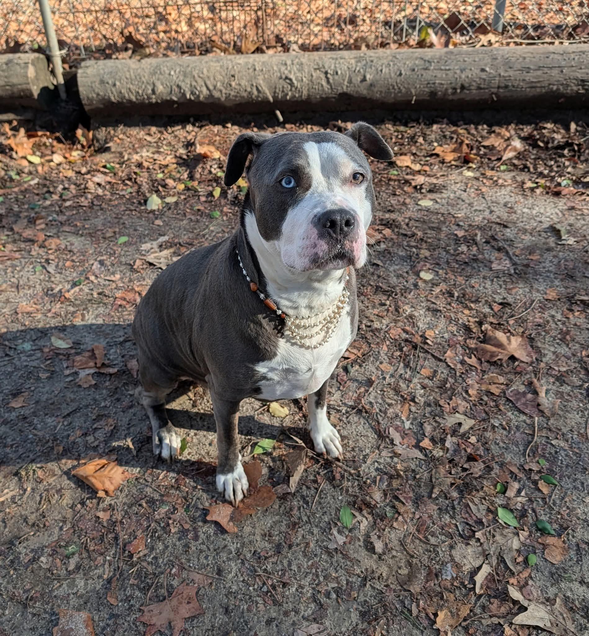 Enlarge Hollie Berry, a ADOPTABLE mixed breed in Heathsville, VA image 2/3